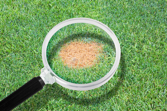 Magnifying glass with green grass background - Grass disease concept