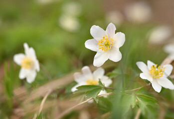 Beautiful real flowers, delight with their beauty and tenderness