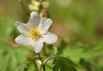 Beautiful real flowers, delight with their beauty and tenderness