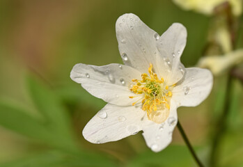 Beautiful real flowers, delight with their beauty and tenderness
