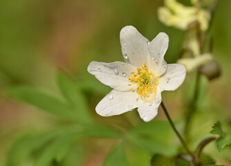 Beautiful real flowers, delight with their beauty and tenderness