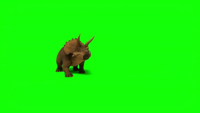 Triceratops, ceratops walking on green screen background. The Jurassic Period, Mesozoic era. 3d rendering