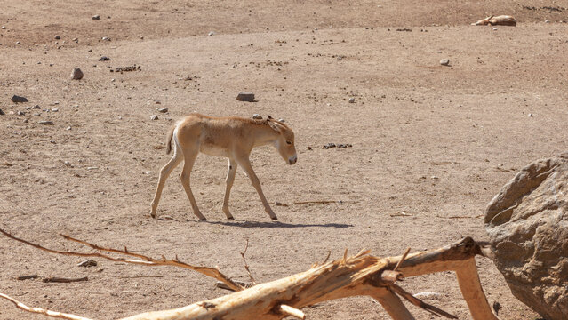 An animal walks through the desert in search of water