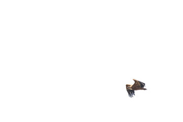 Obraz premium Profile view of vulture gliding isolated on white background