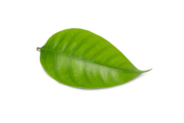 green leaf isolated on white