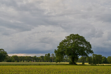 oak tree in a field with young green plants