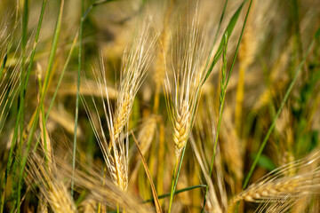 Goldweizenfeld. Reiche Ernte.