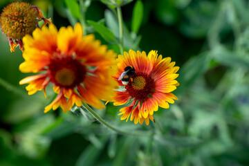 Sommer Blume. Hummel sammelt Polen auf einer Gelb-Orange Blume
