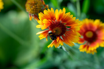 Biene auf eine  Blume