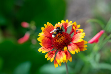 Hummel sammelt Nektar auf einer Blume im Frühling