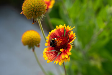 eine Hummel auf einer Blume 