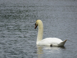 white swan on the lake