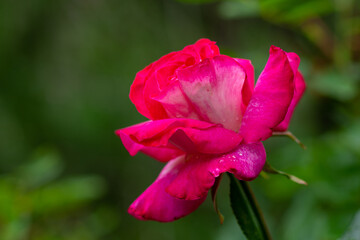 Fototapeta premium rose in the garden