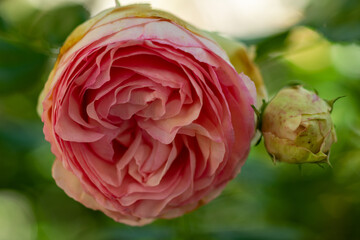 rose in the garden