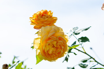 rose in the garden