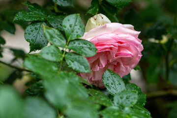 rose in the garden