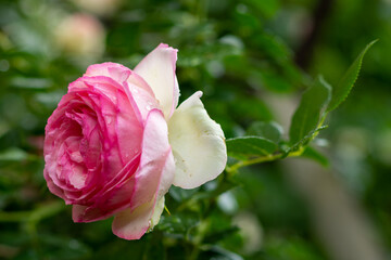 rose in the garden