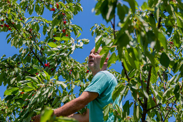 A mature man climbing a ladder to pick oganic cherries high in the treetop.Concept agro business...
