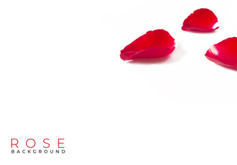 Red rose flower on white background. Valentine card. Love background