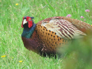 pheasant in the grass