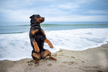 Rottweiler dog sits on the beach against the backdrop of the sea