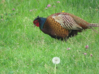 pheasant in the field