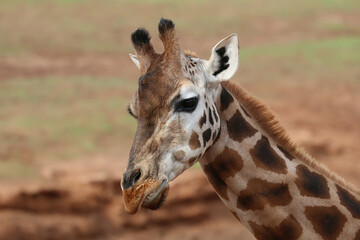 Closeup of the head of a giraffe, cute animal, animal portrait