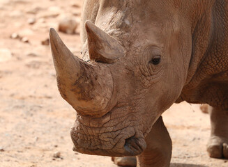 Big rhinoceros close-up, horn animal, brown big animal, sign of danger