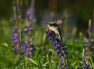 Environment and beautiful birds