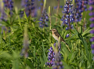 Environment and beautiful birds