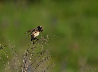 Environment and beautiful birds
