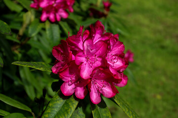 Pink Flower Head on a Rhododendron Bush in Springtime
