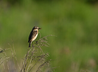 Environment and beautiful birds