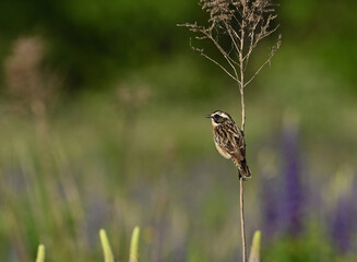 Environment and beautiful birds