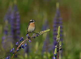 Environment and beautiful birds