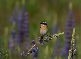 Environment and beautiful birds