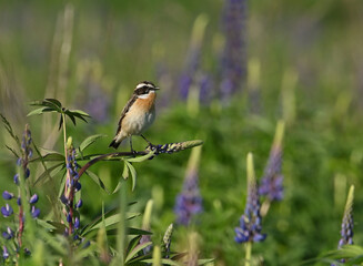 Environment and beautiful birds