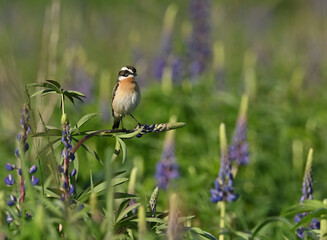 Environment and beautiful birds