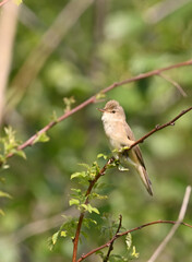 Environment and beautiful birds
