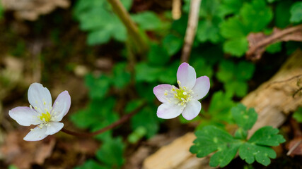 ニリンソウ, 霊仙山, 山野草,花, 植える, 自然, 葉, 薄紫,紫, 白, 咲く, 植物, 全盛期, アップ, ガーデニング, 草, ５月, 春, 登山, 滋賀県, 米原市, トレッキング