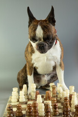 funny Boston terrier playing chess o gray background