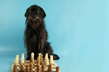 funny Schnauzer playing chess on a blue background