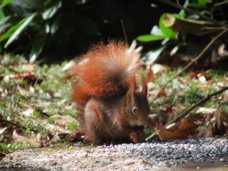 squirrel in the park, eating sunflower seeds