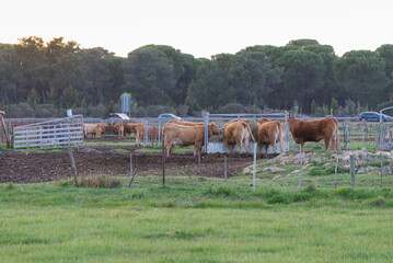 Calves of Charolais origin eating straw in an outdoor farm