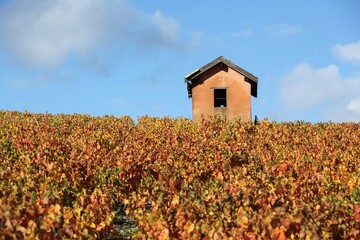 Vineyards in Morgon, Beaujolais during autumn season, France 