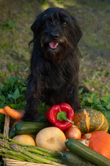 Funny schnauzer  with a basket of vegetables. In a basket there are courgettes, carrots, pumpkins, peppers, onions and asparagus from the garden