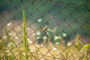 Eastern Olivaceous Warbler (Iduna pallida) in its natural habitat