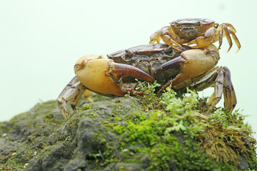 A mother field crab is holding a young to protect it from predators. This animal has the scientific...
