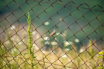 Eastern Olivaceous Warbler (Iduna pallida) in its natural habitat