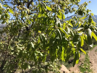 leaves on a tree